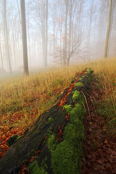 Mlha pod Studencem, NP České Švýcarsko, Mlha pod Studencem, Autor: Ondřej Prosický | NaturePhoto.cz, Model: Canon EOS-1D Mark III, Objektiv: Canon EF 17-40mm f/4 L USM, Ohnisková vzdálenost (EQ35mm): 22 mm, stativ Gitzo 3540LS + RRS BH55, Clona: 9.0, Doba expozice: 1/15 s, ISO: 400, Kompenzace expozice: 0, Blesk: Ne, Vytvořeno: 25. října 2008 8:43:41, Studenec, NP České Švýcarsko (Česko) 