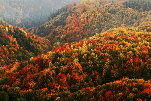 Podzim v NP České Švýcarsko, Podzim v NP České Švýcarsko, Autor: Ondřej Prosický | NaturePhoto.cz, Model: Canon EOS-1D Mark III, Objektiv: Canon EF 17-40mm f/4 L USM, Ohnisková vzdálenost (EQ35mm): 52 mm, stativ Gitzo 3540LS + RRS BH55, Clona: 18, Doba expozice: 8.0 s, ISO: 100, Kompenzace expozice: +1/3, Blesk: Ne, Vytvořeno: 11. října 2008 18:09:34, NP České Švýcarsko (Česko)