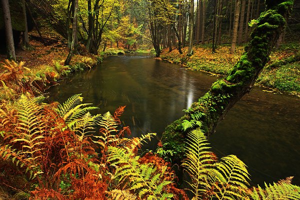 Kamenice, NP České Švýcarsko, Kamenice na podzim, Autor: Ondřej Prosický | NaturePhoto.cz, Model: Canon EOS-1D Mark III, Objektiv: Canon EF 17-40mm f/4 L USM, Ohnisková vzdálenost (EQ35mm): 22 mm, stativ Gitzo 3540LS + RRS BH55, Clona: 16, Doba expozice: 5.0 s, ISO: 100, Kompenzace expozice: -1, Blesk: Ne, Vytvořeno: 27. října 2008 11:35:59, NP České Švýcarsko (Česko) 