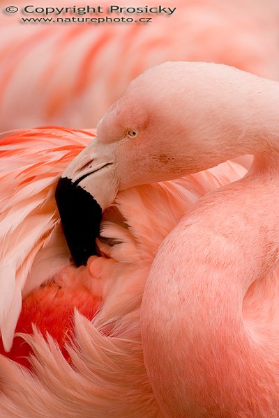 Plameňák růžový (Phoenicopterus ruber roseus), Autor: Ondřej Prosický, Model aparátu: Canon EOS 300D DIGITAL, Objektiv: Canon EF 400mm f/5.6 L USM, Ohnisková vzdálenost: 400.00 mm, monopod Manfrotto 681B + 234RC, Clona: 6.30, Doba expozice: 1/400 s, ISO: 200, Vyvážení expozice: 0.63, Blesk: Ne, Vytvořeno: 27. března 2005 13:13:10. ZOO Praha - Troja (ČR)