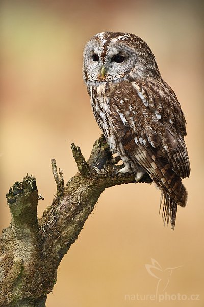 Puštík obecný (Strix aluco), Puštík obecný (Strix aluco), Eurasian Tawny Owl, Autor: Ondřej Prosický | NaturePhoto.cz, Model: Canon EOS-1D Mark III, Objektiv: Canon EF 500mm f/4 L IS USM, Ohnisková vzdálenost (EQ35mm): 650 mm, stativ Gitzo 3540LS + RRS BH55, Clona: 4.0, Doba expozice: 1/125 s, ISO: 500, Kompenzace expozice: +1/3, Blesk: Ano, Vytvořeno: 15. listopadu 2008 8:32:31, zvíře v lidské péči, Herálec, Vysočina (Česko) 