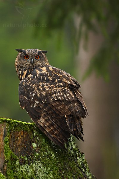 Výr velký (Bubo bubo), Výr velký (Bubo bubo), Eurasian Eagle Owl, Autor: Ondřej Prosický | NaturePhoto.cz, Model: Canon EOS-1D Mark III, Objektiv: Canon EF 500mm f/4 L IS USM, Ohnisková vzdálenost (EQ35mm): 650 mm, stativ Gitzo 3540LS + RRS BH55, Clona: 5.0, Doba expozice: 1/125 s, ISO: 1000, Kompenzace expozice: -1/3, Blesk: Ano, Vytvořeno: 16. listopadu 2008 11:06:07, zvíře v lidské péči, Herálec, Vysočina (Česko) 