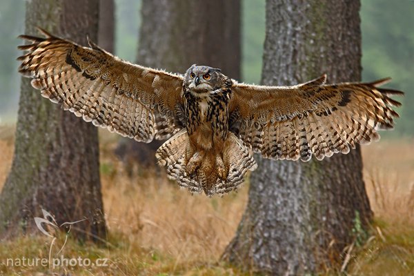 Výr velký (Bubo bubo), Výr velký (Bubo bubo), Eurasian Eagle Owl, Autor: Ondřej Prosický | NaturePhoto.cz, Model: Canon EOS-1D Mark III, Objektiv: Canon EF 500mm f/4 L IS USM, Ohnisková vzdálenost (EQ35mm): 364 mm, stativ Gitzo 3540LS + RRS BH55, Clona: 5.0, Doba expozice: 1/320 s, ISO: 1000, Kompenzace expozice: -2/3, Blesk: Ano, Vytvořeno: 16. listopadu 2008 11:55:55, zvíře v lidské péči, Herálec, Vysočina (Česko) 