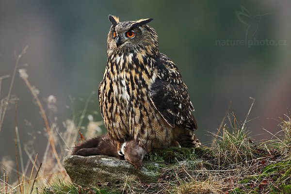 Výr velký (Bubo bubo), Výr velký (Bubo bubo), Eurasian Eagle Owl, Autor: Ondřej Prosický | NaturePhoto.cz, Model: Canon EOS-1D Mark III, Objektiv: Canon EF 500mm f/4 L IS USM, Ohnisková vzdálenost (EQ35mm): 650 mm, stativ Gitzo 3540LS + RRS BH55, Clona: 5.0, Doba expozice: 1/160 s, ISO: 800, Kompenzace expozice: -1/3, Blesk: Ano, Vytvořeno: 15. listopadu 2008 15:31:05, zvíře v lidské péči, Herálec, Vysočina (Česko)