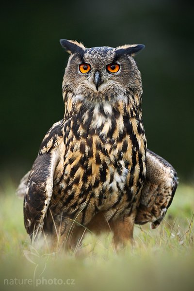 Výr velký (Bubo bubo), Výr velký (Bubo bubo), Eurasian Eagle Owl, Autor: Ondřej Prosický | NaturePhoto.cz, Model: Canon EOS-1D Mark III, Objektiv: Canon EF 500mm f/4 L IS USM, Ohnisková vzdálenost (EQ35mm): 650 mm, stativ Gitzo 3540LS + RRS BH55, Clona: 4.5, Doba expozice: 1/250 s, ISO: 800, Kompenzace expozice: -1/3, Blesk: Ano, Vytvořeno: 15. listopadu 2008 15:24:59, zvíře v lidské péči, Herálec, Vysočina (Česko) 