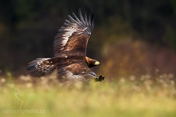 Orel skalní (Aquila chrysaetos) , Orel skalní (Aquila chrysaetos), Golden Eagle, Autor: Ondřej Prosický | NaturePhoto.cz, Model: Canon EOS-1D Mark III, Objektiv: Canon EF 500mm f/4 L IS USM, Ohnisková vzdálenost (EQ35mm): 650 mm, stativ Gitzo 3540LS + RRS BH55, Clona: 6.3, Doba expozice: 1/400 s, ISO: 500, Kompenzace expozice: -1/3, Blesk: Ne, Vytvořeno: 15. listopadu 2008 11:55:46, zvíře v lidské péči, Herálec, Vysočina (Česko) 