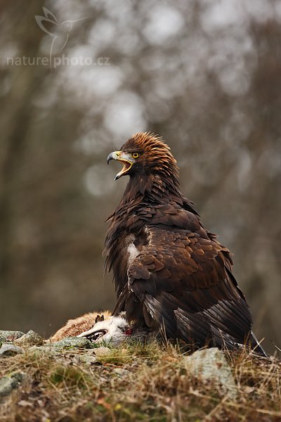 Orel skalní (Aquila chrysaetos) , Orel skalní (Aquila chrysaetos), Golden Eagle, Autor: Ondřej Prosický | NaturePhoto.cz, Model: Canon EOS-1D Mark III, Objektiv: Canon EF 500mm f/4 L IS USM, Ohnisková vzdálenost (EQ35mm): 650 mm, stativ Gitzo 3540LS + RRS BH55, Clona: 4.5, Doba expozice: 1/500 s, ISO: 400, Kompenzace expozice: -1/3, Blesk: Ne, Vytvořeno: 15. listopadu 2008 12:51:46, zvíře v lidské péči, Herálec, Vysočina (Česko) 