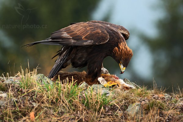 Orel skalní (Aquila chrysaetos) , Orel skalní (Aquila chrysaetos), Golden Eagle, Autor: Ondřej Prosický | NaturePhoto.cz, Model: Canon EOS-1D Mark III, Objektiv: Canon EF 500mm f/4 L IS USM, Ohnisková vzdálenost (EQ35mm): 650 mm, stativ Gitzo 3540LS + RRS BH55, Clona: 6.3, Doba expozice: 1/200 s, ISO: 500, Kompenzace expozice: -1/3, Blesk: Ano, Vytvořeno: 15. listopadu 2008 12:44:01, zvíře v lidské péči, Herálec, Vysočina (Česko) 