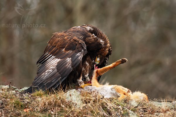 Orel skalní (Aquila chrysaetos) , Orel skalní (Aquila chrysaetos), Golden Eagle, Autor: Ondřej Prosický | NaturePhoto.cz, Model: Canon EOS-1D Mark III, Objektiv: Canon EF 500mm f/4 L IS USM, Ohnisková vzdálenost (EQ35mm): 650 mm, stativ Gitzo 3540LS + RRS BH55, Clona: 4.5, Doba expozice: 1/300 s, ISO: 400, Kompenzace expozice: -1/3, Blesk: Ano, Vytvořeno: 15. listopadu 2008 13:26:18, zvíře v lidské péči, Herálec, Vysočina (Česko) 