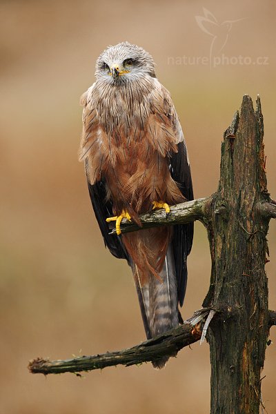 Luňák hnědý (Milvus migrans)