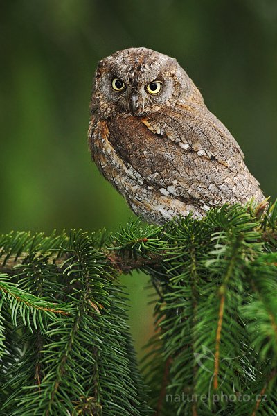 Výreček malý (Otus scops), Výreček malý (Otus scops), Common Scops Owl, Autor: Ondřej Prosický | NaturePhoto.cz, Model: Canon EOS-1D Mark III, Objektiv: Canon EF 500mm f/4 L IS USM, Ohnisková vzdálenost (EQ35mm): 650 mm, stativ Gitzo 3540LS + RRS BH55, Clona: 5.0, Doba expozice: 1/160 s, ISO: 800, Kompenzace expozice: -2/3, Blesk: Ano, Vytvořeno: 16. listopadu 2008 9:13:28, zvíře v lidské péči, Herálec, Vysočina (Česko)