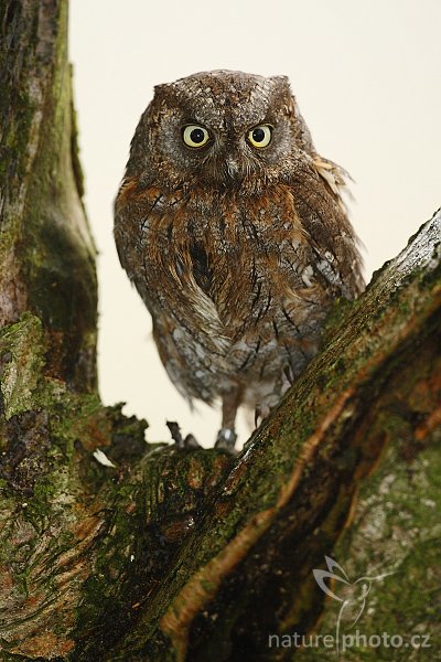 Výreček malý (Otus scops), Výreček malý (Otus scops), Common Scops Owl, Autor: Ondřej Prosický | NaturePhoto.cz, Model: Canon EOS-1D Mark III, Objektiv: Canon EF 500mm f/4 L IS USM, Ohnisková vzdálenost (EQ35mm): 650 mm, stativ Gitzo 3540LS + RRS BH55, Clona: 5.0, Doba expozice: 1/160 s, ISO: 400, Kompenzace expozice: -1, Blesk: Ano, Vytvořeno: 16. listopadu 2008 9:03:31, zvíře v lidské péči, Herálec, Vysočina (Česko