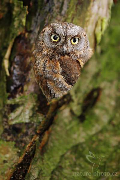 Výreček malý (Otus scops), Výreček malý (Otus scops), Common Scops Owl, Autor: Ondřej Prosický | NaturePhoto.cz, Model: Canon EOS-1D Mark III, Objektiv: Canon EF 500mm f/4 L IS USM, Ohnisková vzdálenost (EQ35mm): 650 mm, stativ Gitzo 3540LS + RRS BH55, Clona: 5.0, Doba expozice: 1/100 s, ISO: 400, Kompenzace expozice: -1, Blesk: Ano, Vytvořeno: 16. listopadu 2008 9:07:52, zvíře v lidské péči, Herálec, Vysočina (Česko) 