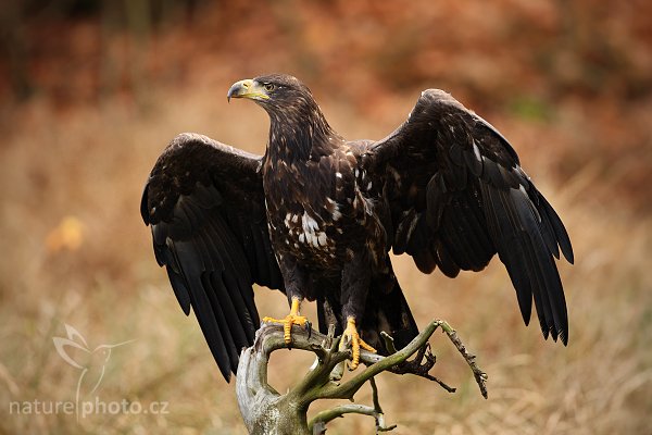 Orel mořský (Haliaeetus albicilla), Orel mořský (Haliaeetus albicilla), White-tailed Eagle, Autor: Ondřej Prosický | NaturePhoto.cz, Model: Canon EOS-1D Mark III, Objektiv: Canon EF 500mm f/4 L IS USM, Ohnisková vzdálenost (EQ35mm): 650 mm, stativ Gitzo 3540LS + RRS BH55, Clona: 4.5, Doba expozice: 1/320 s, ISO: 800, Kompenzace expozice: -2/3, Blesk: Ne, Vytvořeno: 15. listopadu 2008 10:02:40, zvíře v lidské péči, Herálec, Vysočina (Česko) 