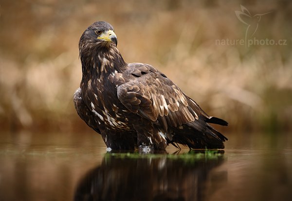 Orel mořský (Haliaeetus albicilla), Orel mořský (Haliaeetus albicilla), White-tailed Eagle, Autor: Ondřej Prosický | NaturePhoto.cz, Model: Canon EOS-1D Mark III, Objektiv: Canon EF 500mm f/4 L IS USM, Ohnisková vzdálenost (EQ35mm): 650 mm, stativ Gitzo 3540LS + RRS BH55, Clona: 5.6, Doba expozice: 1/100 s, ISO: 500, Kompenzace expozice: -1/3, Blesk: Ne, Vytvořeno: 15. listopadu 2008 10:39:21, zvíře v lidské péči, Herálec, Vysočina (Česko) 