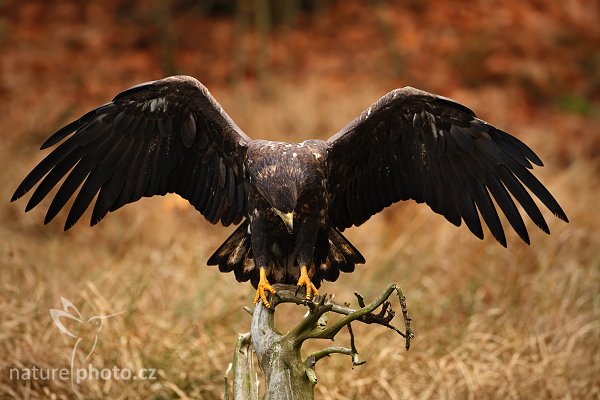 Orel mořský (Haliaeetus albicilla), Orel mořský (Haliaeetus albicilla), White-tailed Eagle, Autor: Ondřej Prosický | NaturePhoto.cz, Model: Canon EOS-1D Mark III, Objektiv: Canon EF 500mm f/4 L IS USM, Ohnisková vzdálenost (EQ35mm): 650 mm, stativ Gitzo 3540LS + RRS BH55, Clona: 4.5, Doba expozice: 1/400 s, ISO: 1000, Kompenzace expozice: -1/3, Blesk: Ne, Vytvořeno: 15. listopadu 2008 10:12:41, zvíře v lidské péči, Herálec, Vysočina (Česko) 