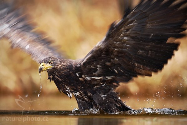 Orel mořský (Haliaeetus albicilla), Orel mořský (Haliaeetus albicilla), White-tailed Eagle, Autor: Ondřej Prosický | NaturePhoto.cz, Model: Canon EOS-1D Mark III, Objektiv: Canon EF 500mm f/4 L IS USM, Ohnisková vzdálenost (EQ35mm): 650 mm, stativ Gitzo 3540LS + RRS BH55, Clona: 5.0, Doba expozice: 1/200 s, ISO: 500, Kompenzace expozice: -1/3, Blesk: Ano, Vytvořeno: 15. listopadu 2008 10:19:42, zvíře v lidské péči, Herálec, Vysočina (Česko)