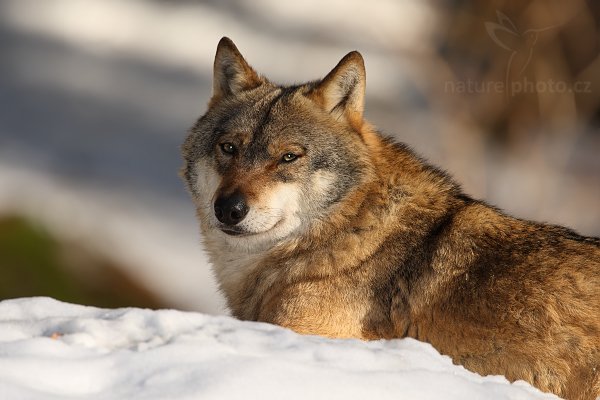 Vlk obecný eurasijský (Canis lupus lupus), Vlk obecný eurasijský (Canis lupus lupus), Autor: Ondřej Prosický | NaturePhoto.cz, Model: Canon EOS-1D Mark III, Objektiv: Canon EF 500mm f/4 L IS USM, Ohnisková vzdálenost (EQ35mm): 910 mm, stativ Gitzo 3540LS + RRS BH55, Clona: 7.1, Doba expozice: 1/400 s, ISO: 200, Kompenzace expozice: -1/3, Blesk: Ano, Vytvořeno: 30. listopadu 2008 12:09:58, zvířecí park Bavorský les - Nationalpark Bayerischer Wald (Německo)