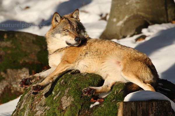 Vlk obecný eurasijský (Canis lupus lupus), Vlk obecný eurasijský (Canis lupus lupus), Autor: Ondřej Prosický | NaturePhoto.cz, Model: Canon EOS-1D Mark III, Objektiv: Canon EF 500mm f/4 L IS USM + TC Canon 2x, Ohnisková vzdálenost (EQ35mm): 1300 mm, stativ Gitzo 3540LS + RRS BH55, Clona: 8.0, Doba expozice: 1/1600 s, ISO: 400, Kompenzace expozice: -1/3, Blesk: Ano, Vytvořeno: 30. listopadu 2008 12:28:20, zvířecí park Bavorský les - Nationalpark Bayerischer Wald (Německo)