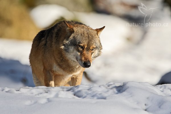 Vlk obecný eurasijský (Canis lupus lupus), Vlk obecný eurasijský (Canis lupus lupus), Autor: Ondřej Prosický | NaturePhoto.cz, Model: Canon EOS-1D Mark III, Objektiv: Canon EF 500mm f/4 L IS USM + TC Canon 1.4x, Ohnisková vzdálenost (EQ35mm): 910 mm, stativ Gitzo 3540LS + RRS BH55, Clona: 5.6, Doba expozice: 1/2000 s, ISO: 400, Kompenzace expozice: 0, Blesk: Ano, Vytvořeno: 30. listopadu 2008 12:04:27, zvířecí park Bavorský les - Nationalpark Bayerischer Wald (Německo)