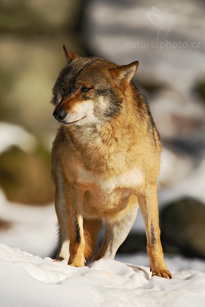 Vlk obecný eurasijský (Canis lupus lupus), Vlk obecný eurasijský (Canis lupus lupus), Autor: Ondřej Prosický | NaturePhoto.cz, Model: Canon EOS-1D Mark III, Objektiv: Canon EF 500mm f/4 L IS USM, Ohnisková vzdálenost (EQ35mm): 910 mm, stativ Gitzo 3540LS + RRS BH55, Clona: 5.6, Doba expozice: 1/2000 s, ISO: 400, Kompenzace expozice: +1/3, Blesk: Ne, Vytvořeno: 30. listopadu 2008 12:04:53, zvířecí park Bavorský les - Nationalpark Bayerischer Wald (Německo