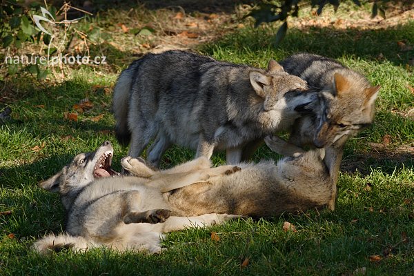 Vlk obecný eurasijský (Canis lupus lupus), Vlk obecný eurasijský (Canis lupus lupus), Autor: Ondřej Prosický | NaturePhoto.cz, Model: Canon EOS 20D, Objektiv: Canon EF 400mm f/5.6 L USM, Ohnisková vzdálenost (EQ35mm): 640 mm, stativ Gitzo 3540LS + RRS BH55, Clona: 9.0, Doba expozice: 1/200 s, ISO: 800, Kompenzace expozice: 0, Blesk: Ne, Vytvořeno: 16. října 2005 9:49:42, zvířecí park Bavorský les - Nationalpark Bayerischer Wald (Německo)