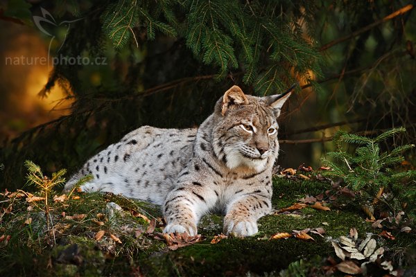 Rys ostrovid (Lynx lynx), Rys ostrovid (Lynx lynx), Vlk obecný eurasijský (Canis lupus lupus), Autor: Ondřej Prosický | NaturePhoto.cz, Model: Canon EOS 20D, Objektiv: Canon EF 400mm f/5.6 L USM, Ohnisková vzdálenost (EQ35mm): 640 mm, stativ Gitzo 3540LS + RRS BH55, Clona: 9.0, Doba expozice: 0.3 s, ISO: 100, Kompenzace expozice: 0, Blesk: Ne, Vytvořeno: 15. října 2005 17:54:32, zvířecí park Bavorský les - Nationalpark Bayerischer Wald (Německo)