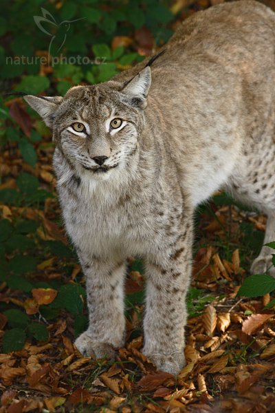 Rys ostrovid (Lynx lynx), Rys ostrovid (Lynx lynx), Autor: Ondřej Prosický | NaturePhoto.cz, Model: Canon EOS 20D, Objektiv: Canon EF 400mm f/5.6 L USM, Ohnisková vzdálenost (EQ35mm): 640 mm, stativ Gitzo 3540LS + RRS BH55, Clona: 6.3, Doba expozice: 1/100 s, ISO: 400, Kompenzace expozice: -2/3, Blesk: Ano, Vytvořeno: 15. října 2005 16:42:53, zvířecí park Bavorský les - Nationalpark Bayerischer Wald (Německo)