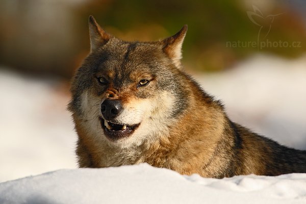 Vlk obecný eurasijský (Canis lupus lupus), Vlk obecný eurasijský (Canis lupus lupus), Autor: Ondřej Prosický | NaturePhoto.cz, Model: Canon EOS-1D Mark III, Objektiv: Canon EF 500mm f/4 L IS USM + TC Canon 2x, Ohnisková vzdálenost (EQ35mm): 1300 mm, stativ Gitzo 3540LS + RRS BH55, Clona: 9.0, Doba expozice: 1/800 s, ISO: 400, Kompenzace expozice: -1/3, Blesk: Ne, Vytvořeno: 30. listopadu 2008 11:52:57, zvířecí park Bavorský les - Nationalpark Bayerischer Wald (Německo)