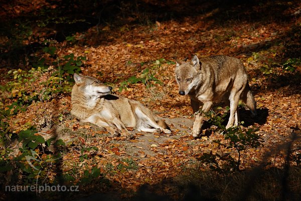 Vlk obecný eurasijský (Canis lupus lupus), Vlk obecný eurasijský (Canis lupus lupus), Autor: Ondřej Prosický | NaturePhoto.cz, Model: Canon EOS 20D, Objektiv: Canon EF 500mm f/4 L IS USM, Ohnisková vzdálenost (EQ35mm): 640 mm, stativ Gitzo 3540LS + RRS BH55, Clona: 5.6, Doba expozice: 1/640 s, ISO: 100, Kompenzace expozice: 0, Blesk: Ne, Vytvořeno: 16. října 2005 10:37:35, zvířecí park Bavorský les - Nationalpark Bayerischer Wald (Německo)