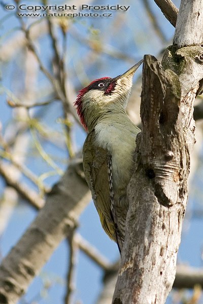 Žluna zelená (Picus viridis), Autor: Ondřej Prosický, Model aparátu: Canon EOS 300D DIGITAL, Objektiv: Canon EF 400mm f/5.6 L USM, Ohnisková vzdálenost: 400.00 mm, monopod Manfrotto 681B + 234RC, Clona: 7.10, Doba expozice: 1/640 s, ISO: 200, Vyvážení expozice: 0.63, Blesk: Ne, Vytvořeno: 24. dubna 2005 15:19:22, Praha 10 - Strašnice (ČR) 