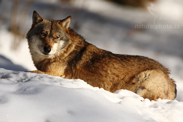 Vlk obecný eurasijský (Canis lupus lupus), Vlk obecný eurasijský (Canis lupus lupus), Autor: Ondřej Prosický | NaturePhoto.cz, Model: Canon EOS-1D Mark III, Objektiv: Canon EF 500mm f/4 L IS USM, Ohnisková vzdálenost (EQ35mm): 910 mm, stativ Gitzo 3540LS + RRS BH55, Clona: 6.3, Doba expozice: 1/2000 s, ISO: 400, Kompenzace expozice: -1/3, Blesk: Ano, Vytvořeno: 30. listopadu 2008 12:06:40, zvířecí park Bavorský les - Nationalpark Bayerischer Wald (Německo)