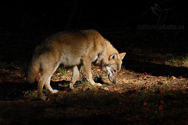 Vlk obecný eurasijský (Canis lupus lupus), Vlk obecný eurasijský (Canis lupus lupus), Autor: Ondřej Prosický | NaturePhoto.cz, Model: Canon EOS 20D, Objektiv: Canon EF 400mm f/5.6 L USM, Ohnisková vzdálenost (EQ35mm): 640 mm, stativ Gitzo 3540LS + RRS BH55, Clona: 14, Doba expozice: 1/200 s, ISO: 400, Kompenzace expozice: 0, Blesk: Ne, Vytvořeno: 16. října 2005 10:04:02, zvířecí park Bavorský les - Nationalpark Bayerischer Wald (Německo)