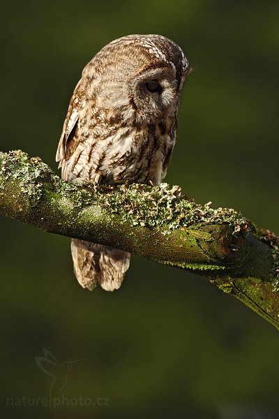 Puštík obecný (Strix aluco), Puštík obecný (Strix aluco), Eurasian Tawny Owl, Autor: Ondřej Prosický | NaturePhoto.cz, Model: Canon EOS-1D Mark III, Objektiv: Canon EF 500mm f/4 L IS USM, Ohnisková vzdálenost (EQ35mm): 650 mm, stativ Gitzo 3540LS + RRS BH55, Clona: 6.3, Doba expozice: 1/320 s, ISO: 320, Kompenzace expozice: -1, Blesk: Ano, Vytvořeno: 15. listopadu 2008 9:40:50, zvíře v lidské péči, Herálec, Vysočina (Česko)