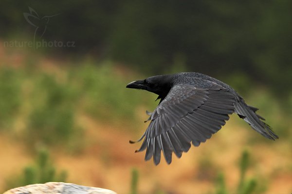 Krkavec velký (Corvus corax), Krkavec velký (Corvus corax), Raven, Autor: Ondřej Prosický | NaturePhoto.cz, Model: Canon EOS-1D Mark III, Objektiv: Canon EF 200mm f/2.8 L USM, Ohnisková vzdálenost (EQ35mm): 364 mm, fotografováno z ruky, Clona: 4.5, Doba expozice: 1/500 s, ISO: 1000, Kompenzace expozice: -2/3, Blesk: Ne, Vytvořeno: 16. listopadu 2008 12:20:36, zvíře v lidské péči, Herálec, Vysočina (Česko) 