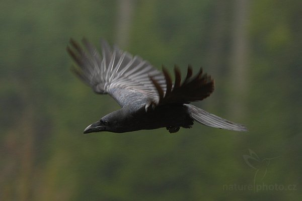 Krkavec velký (Corvus corax), Krkavec velký (Corvus corax), Raven, Autor: Ondřej Prosický | NaturePhoto.cz, Model: Canon EOS-1D Mark III, Objektiv: Canon EF 200mm f/2.8 L USM + TC Canon 1.4x, Ohnisková vzdálenost (EQ35mm): 364 mm,fotografováno z ruky, Clona: 4.5, Doba expozice: 1/320 s, ISO: 1000, Kompenzace expozice: -2/3, Blesk: Ne, Vytvořeno: 16. listopadu 2008 12:20:36, zvíře v lidské péči, Herálec, Vysočina (Česko) 