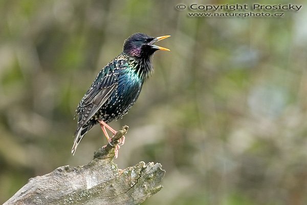 Špaček obecný (Sturnus vulgaris), Autor: Ondřej Prosický, Model aparátu: Canon EOS 300D DIGITAL, Objektiv: Canon EF 400mm f/5.6 L USM, Ohnisková vzdálenost: 400.00 mm, monopod Manfrotto 681B + 234RC, Clona: 5.60, Doba expozice: 1/125 s, ISO: 100, Vyvážení expozice: 0.63, Blesk: Ano, Vytvořeno: 30. dubna 2005 7:59:28, Lešná u Zlína (ČR) 