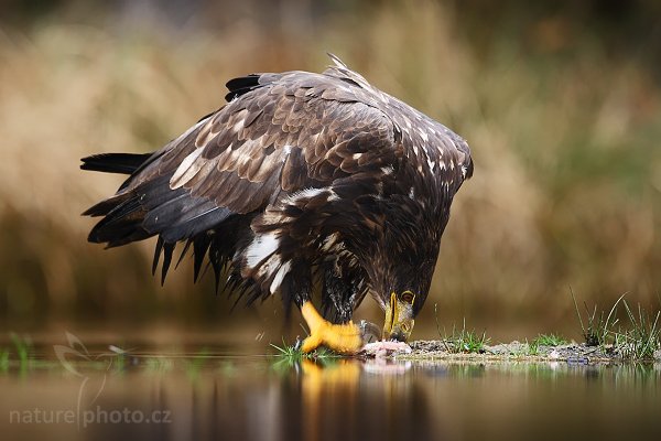 Orel mořský (Haliaeetus albicilla), Orel mořský (Haliaeetus albicilla), White-tailed Eagle, Autor: Ondřej Prosický | NaturePhoto.cz, Model: Canon EOS-1D Mark III, Objektiv: Canon EF 500mm f/4 L IS USM, Ohnisková vzdálenost (EQ35mm): 650 mm, stativ Gitzo 3540LS + RRS BH55, Clona: 5.6, Doba expozice: 1/60 s, ISO: 400, Kompenzace expozice: -1/3, Blesk: Ano, Vytvořeno: 15. listopadu 2008 10:52:10, zvíře v lidské péči, Herálec, Vysočina (Česko) 