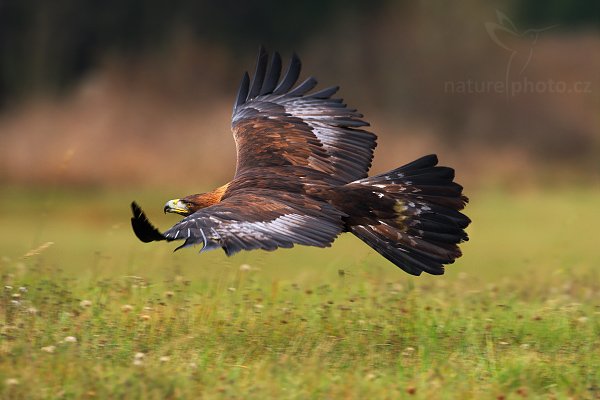 Orel skalní (Aquila chrysaetos) , Orel skalní (Aquila chrysaetos), Golden Eagle, Autor: Ondřej Prosický | NaturePhoto.cz, Model: Canon EOS-1D Mark III, Objektiv: Canon EF 500mm f/4 L IS USM, Ohnisková vzdálenost (EQ35mm): 650 mm, stativ Gitzo 3540LS + RRS BH55, Clona: 6.3, Doba expozice: 1/500 s, ISO: 500, Kompenzace expozice: -1/3, Blesk: Ne, Vytvořeno: 15. listopadu 2008 11:55:05, zvíře v lidské péči, Herálec, Vysočina (Česko) 