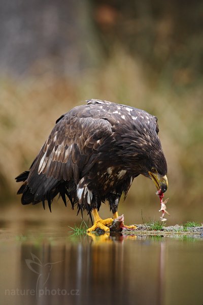 Orel mořský (Haliaeetus albicilla), Orel mořský (Haliaeetus albicilla), White-tailed Eagle, Autor: Ondřej Prosický | NaturePhoto.cz, Model: Canon EOS-1D Mark III, Objektiv: Canon EF 500mm f/4 L IS USM, Ohnisková vzdálenost (EQ35mm): 650 mm, stativ Gitzo 3540LS + RRS BH55, Clona: 5.0, Doba expozice: 1/200 s, ISO: 1250, Kompenzace expozice: -2/3, Blesk: Ne, Vytvořeno: 15. listopadu 2008 10:50:02, zvíře v lidské péči, Herálec, Vysočina (Česko) 