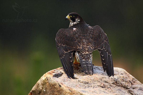 Sokol stěhovavý (Falco peregrinus), Sokol stěhovavý (Falco peregrinus ), Peregrine Falcon, Autor: Ondřej Prosický | NaturePhoto.cz, Model: Canon EOS-1D Mark III, Objektiv: Canon EF 500mm f/4 L IS USM, Ohnisková vzdálenost (EQ35mm): 650 mm, stativ Gitzo 3540LS + RRS BH55, Clona: 5.6, Doba expozice: 1/125 s, ISO: 500, Kompenzace expozice: -1/3, Blesk: Ano, Vytvořeno: 16. listopadu 2008 10:18:17, zvíře v lidské péči, Herálec, Vysočina (Česko) 