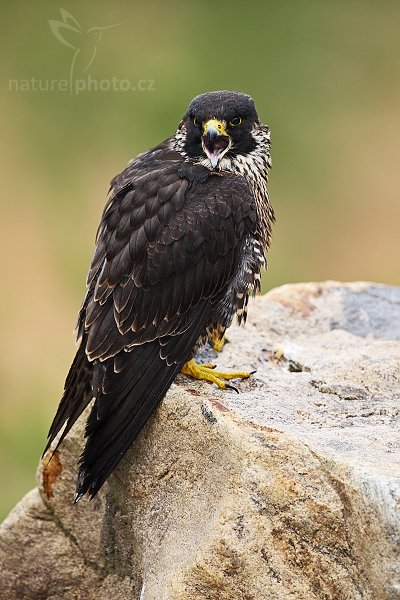 Sokol stěhovavý (Falco peregrinus), Sokol stěhovavý (Falco peregrinus ), Peregrine Falcon, Autor: Ondřej Prosický | NaturePhoto.cz, Model: Canon EOS-1D Mark III, Objektiv: Canon EF 500mm f/4 L IS USM, Ohnisková vzdálenost (EQ35mm): 650 mm, stativ Gitzo 3540LS + RRS BH55, Clona: 5.0, Doba expozice: 1/160 s, ISO: 500, Kompenzace expozice: -1/3, Blesk: Ano, Vytvořeno: 16. listopadu 2008 10:29:39, zvíře v lidské péči, Herálec, Vysočina (Česko)