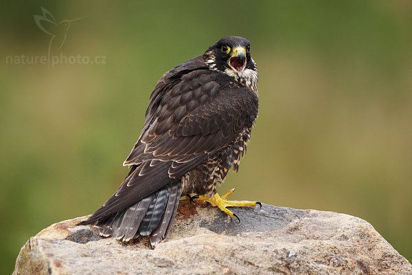 Sokol stěhovavý (Falco peregrinus), Sokol stěhovavý (Falco peregrinus ), Peregrine Falcon, Autor: Ondřej Prosický | NaturePhoto.cz, Model: Canon EOS-1D Mark III, Objektiv: Canon EF 500mm f/4 L IS USM, Ohnisková vzdálenost (EQ35mm): 650 mm, stativ Gitzo 3540LS + RRS BH55, Clona: 4.5, Doba expozice: 1/400 s, ISO: 640, Kompenzace expozice: -2/3, Blesk: Ano, Vytvořeno: 16. listopadu 2008 10:11:21, zvíře v lidské péči, Herálec, Vysočina (Česko) 