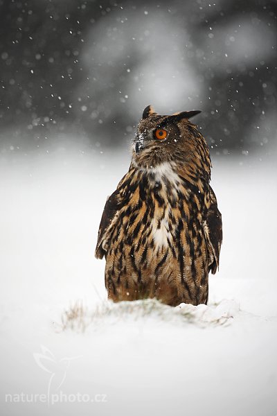 Výr velký (Bubo bubo), Výr velký (Bubo bubo), Eurasian Eagle Owl, Autor: Ondřej Prosický | NaturePhoto.cz, Model: Canon EOS-1D Mark III, Objektiv: Canon EF 500mm f/4 L IS USM, Ohnisková vzdálenost (EQ35mm): 650 mm, stativ Gitzo 3540LS + RRS BH55, Clona: 4.5, Doba expozice: 1/400 s, ISO: 200, Kompenzace expozice: 0, Blesk: Ne, Vytvořeno: 22. listopadu 2008 14:00:54, zvíře v lidské péči, Herálec, Vysočina (Česko)