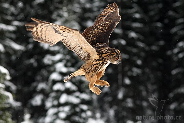 Výr velký (Bubo bubo), Výr velký (Bubo bubo), Eurasian Eagle Owl, Autor: Ondřej Prosický | NaturePhoto.cz, Model: Canon EOS-1D Mark III, Objektiv: Canon EF 200mm f/2.8 L USM, Ohnisková vzdálenost (EQ35mm): 260 mm, stativ Gitzo 3540LS + RRS BH55, Clona: 4.5, Doba expozice: 1/640 s, ISO: 500, Kompenzace expozice: -2/3, Blesk: Ne, Vytvořeno: 22. listopadu 2008 14:30:49, zvíře v lidské péči, Herálec, Vysočina (Česko) 