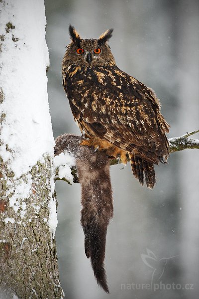 Výr velký (Bubo bubo), Výr velký (Bubo bubo), Eurasian Eagle Owl, Autor: Ondřej Prosický | NaturePhoto.cz, Model: Canon EOS-1D Mark III, Objektiv: Canon EF 500mm f/4 L IS USM, Ohnisková vzdálenost (EQ35mm): 650 mm, stativ Gitzo 3540LS + RRS BH55, Clona: 4.5, Doba expozice: 1/400 s, ISO: 800, Kompenzace expozice: 0, Blesk: Ano, Vytvořeno: 23. listopadu 2008 10:23:56, zvíře v lidské péči, Herálec, Vysočina (Česko)