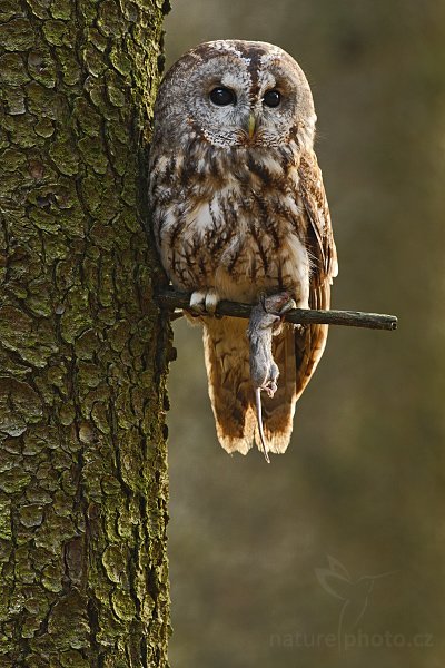 Puštík obecný (Strix aluco), Puštík obecný (Strix aluco), Eurasian Tawny Owl, Autor: Ondřej Prosický | NaturePhoto.cz, Model: Canon EOS-1D Mark III, Objektiv: Canon EF 500mm f/4 L IS USM, Ohnisková vzdálenost (EQ35mm): 650 mm, stativ Gitzo 3540LS + RRS BH55, Clona: 7.1, Doba expozice: 1/40 s, ISO: 500, Kompenzace expozice: -2/3, Blesk: Ne, Vytvořeno: 15. listopadu 2008 9:21:43, zvíře v lidské péči, Herálec, Vysočina (Česko)