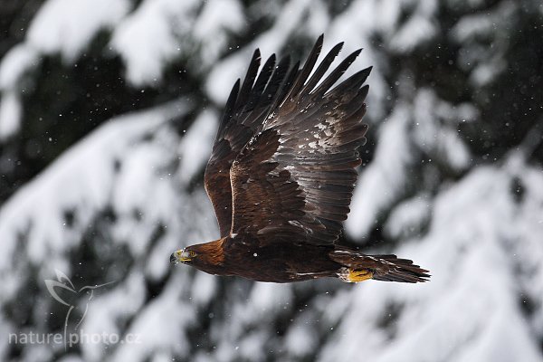 Orel skalní (Aquila chrysaetos) , Orel skalní (Aquila chrysaetos), Golden Eagle, Autor: Ondřej Prosický | NaturePhoto.cz, Model: Canon EOS-1D Mark III, Objektiv: Canon EF 500mm f/4 L IS USM, Ohnisková vzdálenost (EQ35mm): 650 mm, stativ Gitzo 3540LS + RRS BH55, Clona: 5.0, Doba expozice: 1/2000 s, ISO: 500, Kompenzace expozice: 0, Blesk: Ne, Vytvořeno: 22. listopadu 2008 12:33:41, zvíře v lidské péči, Herálec, Vysočina (Česko)