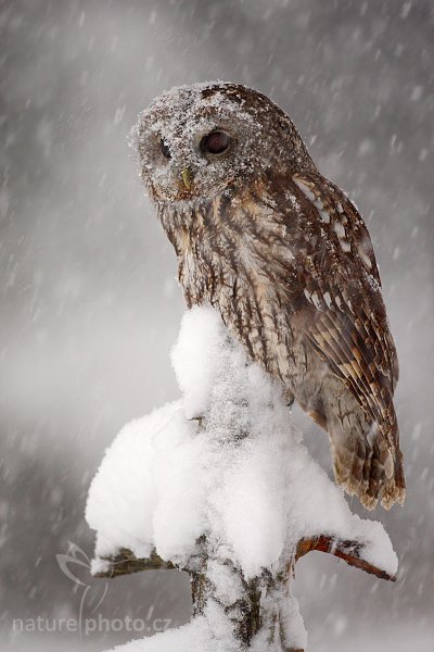 Puštík obecný (Strix aluco), Puštík obecný (Strix aluco), Eurasian Tawny Owl, Autor: Ondřej Prosický | NaturePhoto.cz, Model: Canon EOS-1D Mark III, Objektiv: Canon EF 500mm f/4 L IS USM, Ohnisková vzdálenost (EQ35mm): 650 mm, stativ Gitzo 3540LS + RRS BH55, Clona: 4.5, Doba expozice: 1/125 s, ISO: 640, Kompenzace expozice: +1/3, Blesk: Ano, Vytvořeno: 22. listopadu 2008 10:42:08, zvíře v lidské péči, Herálec, Vysočina (Česko) 