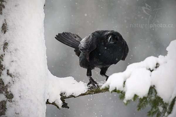 Krkavec velký (Corvus corax), Krkavec velký (Corvus corax), Raven, Autor: Ondřej Prosický | NaturePhoto.cz, Model: Canon EOS-1D Mark III, Objektiv: Canon EF 500mm f/4 L IS USM, Ohnisková vzdálenost (EQ35mm): 650 mm, stativ Gitzo 3540LS + RRS BH55, Clona: 5.6, Doba expozice: 1/800 s, ISO: 800, Kompenzace expozice: 0, Blesk: Ano, Vytvořeno: 23. listopadu 2008 10:07:38, zvíře v lidské péči, Herálec, Vysočina (Česko) 